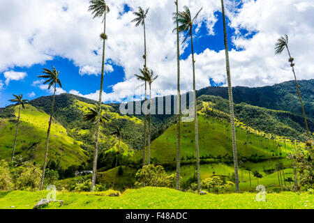 Ein Spaziergang durch das Valle de Cocora mit der weltweit höchsten Palmen. Juni 2015. Quindio, Kolumbien. Stockfoto