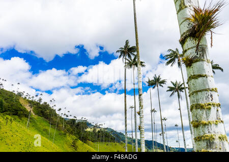 Wandern im Valle de Cocora mit Wachs Palmen. Juni 2015. Quindio, Kolumbien. Stockfoto