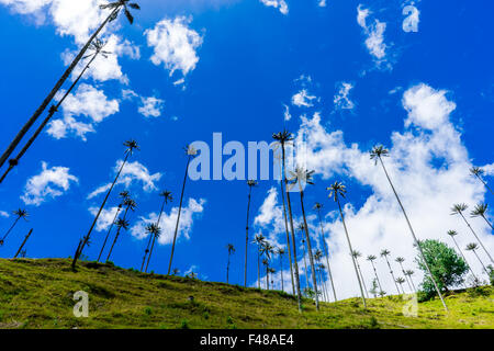 Blick hinauf zu den Wachs Palmen im Valle de Cocora. Juni 2015. Quindio, Kolumbien. Stockfoto