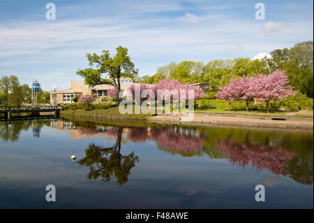 Ein Park mit blühenden Kirschbäume durch Wasser, Schweden. Stockfoto