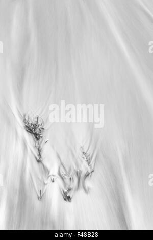Seetang an einem Sandstrand, Senja, Norwegen Stockfoto