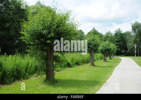 Pollard Weide Stockfoto