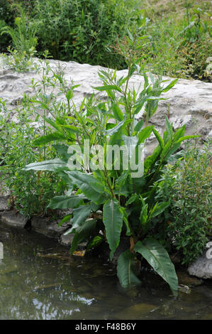 Wasser-dock Stockfoto