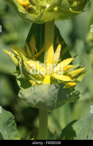 Gelber Enzian Stockfoto