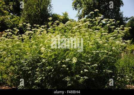 Goldene Kerbel Stockfoto