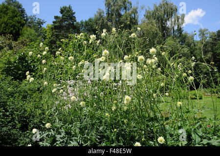 Riese Witwenblume Stockfoto