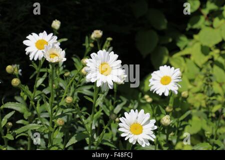 Weiße Shasta Daisy Blumen, Leucanthemeum Superbum in einen englischen Landschaftsgarten Stockfoto