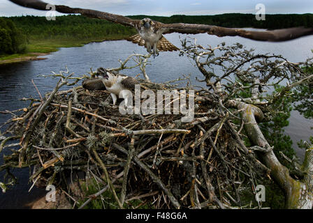 Fischadler in ihrem Nest, Norwegen. Stockfoto