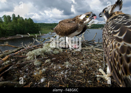 Fischadler in ihrem Nest, Norwegen. Stockfoto