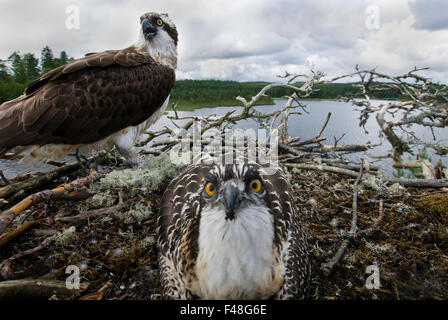 Fischadler in ihrem Nest, Norwegen. Stockfoto