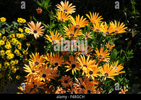 Osteospermum Ecklonis Symphonie Orange Stockfoto