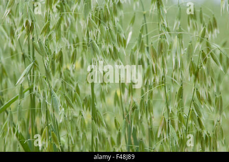 Nahaufnahme von Hafer Röschen / Hafer Pflanzen in einem Feld. Stockfoto