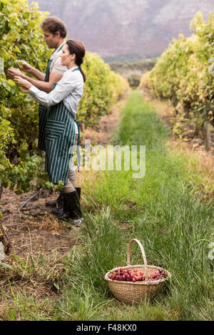 Winzer-paar, die Ernte der Trauben Stockfoto