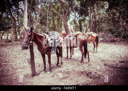 Schöne Pferde im Freien in einem tropischen Wald Stockfoto