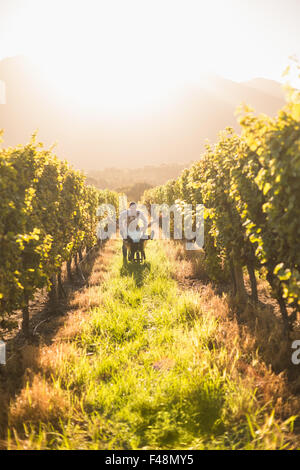Glückliches Paar spielen mit einer Schubkarre zwischen Weinrebe Stockfoto