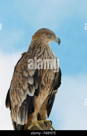 Ein Falke-Adler Stockfoto