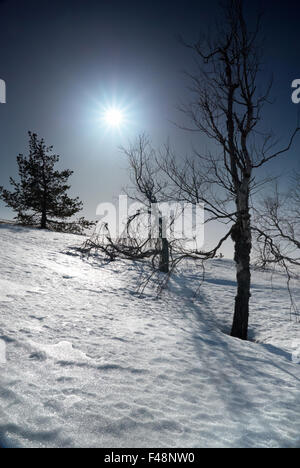 Bäume unter Schnee mit Sonnenschein Stern. Stockfoto