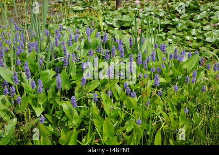 Pickerelweed Stockfoto