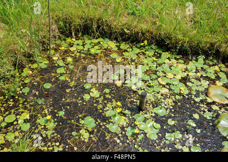 Gelbes schwimmenden Herz Stockfoto