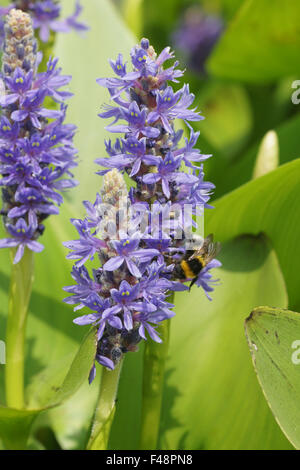 Pickerelweed Stockfoto