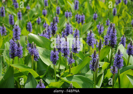 Pickerelweed Stockfoto