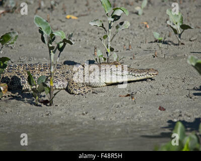 Salzwasser-Krokodil, Leistenkrokodil oder Indo-Pazifik Krokodil Crocodylus Porosus.  Hunter River, Kimberley, Australien Stockfoto