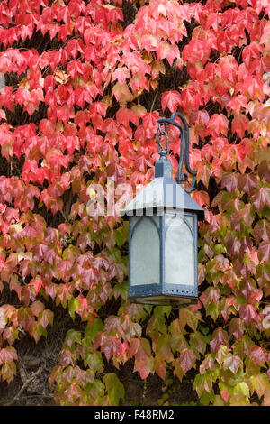 Herbst an der Seite eines Gebäudes in den Cotswolds farbige Blätter von wildem Wein Stockfoto