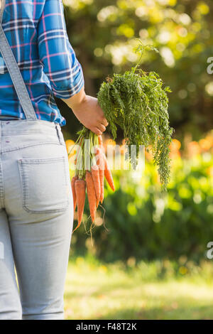Rückansicht des Frau mit Haufen von Bio-Karotten Stockfoto