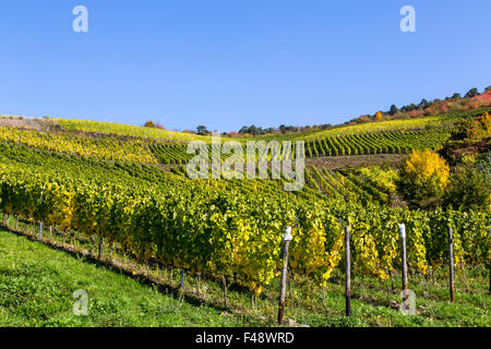 Herbst, bunte Landschaft, Weinberg in satten Farben, Blätter im Herbst, Laub, Rheintal, Deutschland Stockfoto