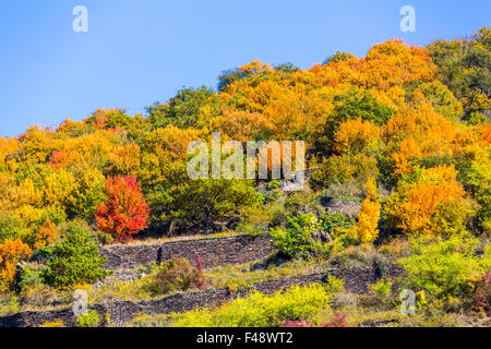 Herbst, bunte Landschaft, Wald und Weinberg in satten Farben, Blätter im Herbst, Laub, Rheintal, Deutschland Stockfoto