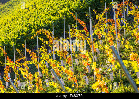 Herbst, bunte Landschaft, Weinberg in satten Farben, Blätter im Herbst, Laub, Rheintal, Deutschland Stockfoto