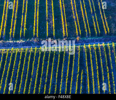 Herbst, bunte Landschaft, Weinberg in satten Farben, Blätter im Herbst, Laub, Rheintal, Deutschland Stockfoto