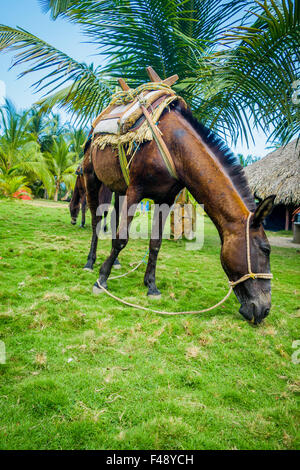 Schönes Pferd im Freien in einem tropischen Wald Stockfoto