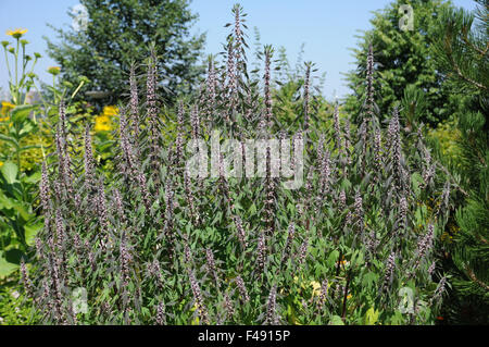 Motherwort Stockfoto