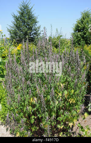 Motherwort Stockfoto