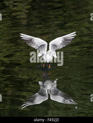 Black Headed Gull wegfliegen. Stockfoto