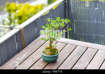 Bonsai-Baum Stockfoto