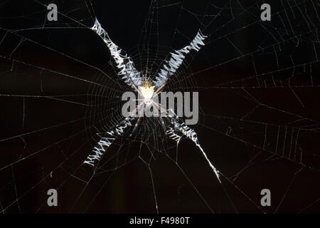 St. Andrews Cross Spider Argiope SP. im Netz im Regenwald Ecuadors. Stockfoto