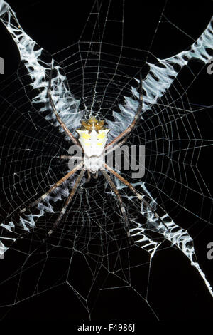 St. Andrews Cross Spider Argiope SP. im Netz im Regenwald Ecuadors. Stockfoto