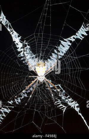 St. Andrews Cross Spider Argiope SP. im Netz im Regenwald Ecuadors. Stockfoto