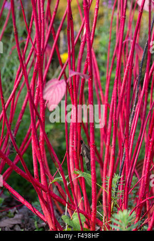 Rote Winter Stiele der strauchartigen Hartriegel, Cornus Alba 'Sibirica' Stockfoto