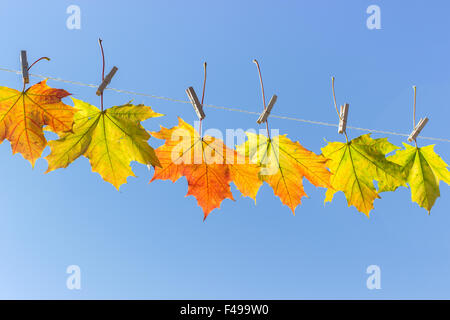An einer Wäscheleine hängen Blätter im Herbst Stockfoto