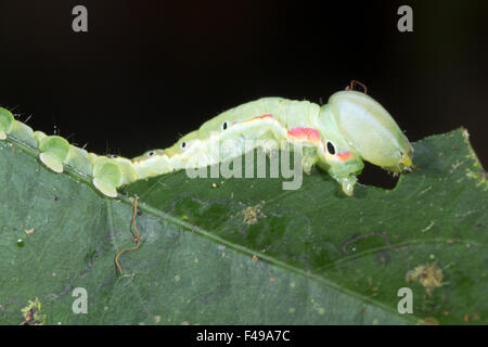 Kryptische grüne Raupe Essen ein Blatt in den Regenwald, Ecuador Stockfoto