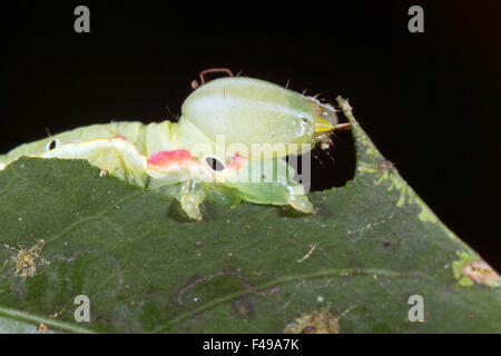 Kryptische grüne Raupe Essen ein Blatt in den Regenwald, Ecuador Stockfoto