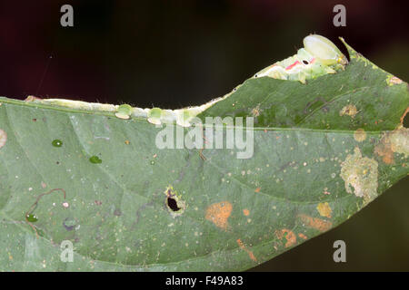 Kryptische grüne Raupe Essen ein Blatt in den Regenwald, Ecuador Stockfoto