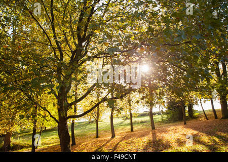 Herbstliche Bäume im park Stockfoto