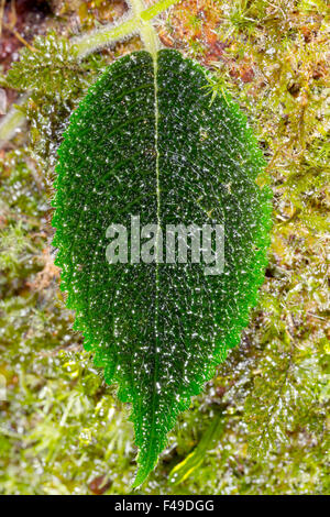 Behaarte Blatt eines Regenwaldes Kletterpflanze an einem moosigen Baumstamm Stockfoto