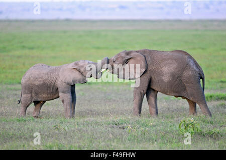 Afrikanische Elefanten (Loxodonta africana) im Amboseli-Nationalpark, Kenia, Afrika. Stockfoto