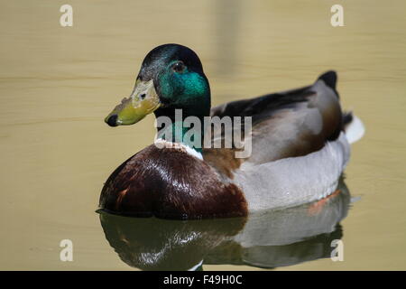 Männliche Stockente oder wilde Ente, Anas Platyrhynchos, schwimmt auf dem Wasser Stockfoto