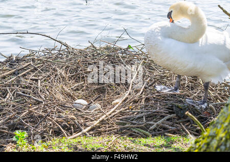 Höckerschwan auf Nest mit Eiern. Stockfoto